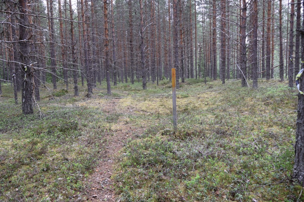 The Pittfall traps at Västanbäck-Kortingön